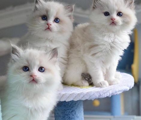 Ragdolls
