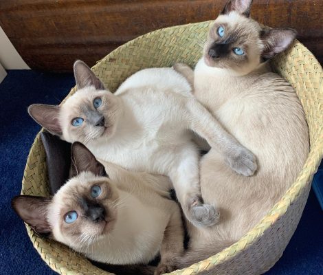 siamese 3